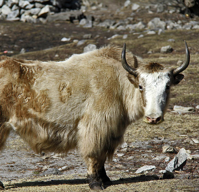  LANTANG TREK